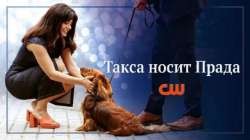 Такса носит Прада