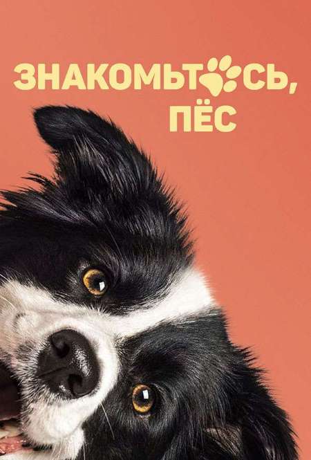 Постер. Фильм Знакомьтесь, пес